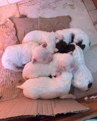 Cuccioli di Lagotto Romagnolo
