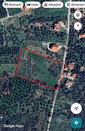Terreno con 100 ulivi secolari