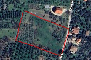 Terreno con 100 ulivi secolari