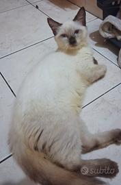 Gattino mix don sphynx( genitori testati)