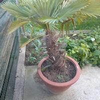 piante palme