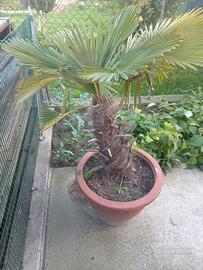 piante palme