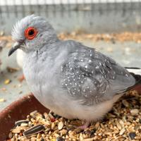 Tortora diamantina Coppia 35