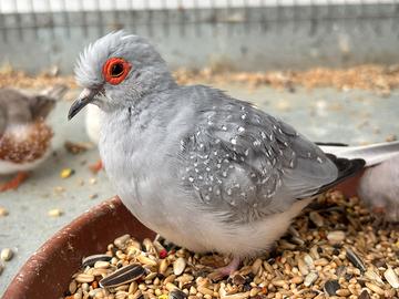 Tortora diamantina Coppia 35