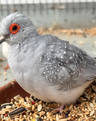 Tortora diamantina Coppia 35