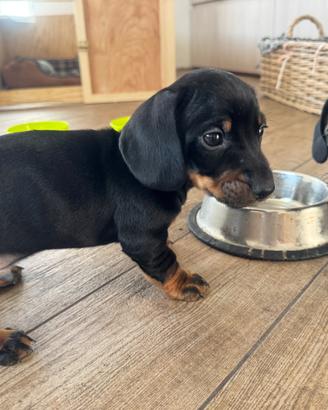 Bassotto Kaninchen femmina