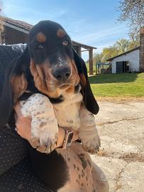 Maschio bassethound pronto in consegna
