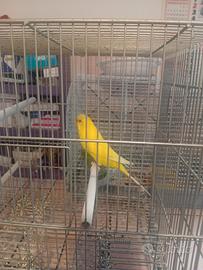 Uccello cocorita