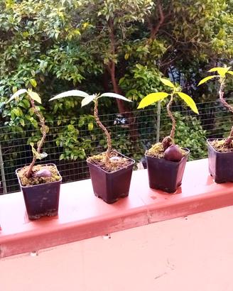 prebonsai di castagno 
