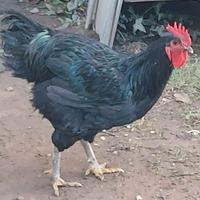 Gallo razza Jersey Gigante Nero