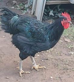 Gallo razza Jersey Gigante Nero