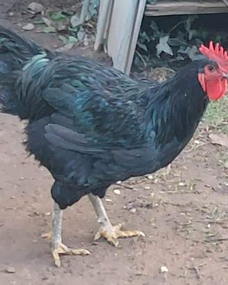 Polli razza Jersey Gigante Nero