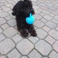 Maltipoo per monta