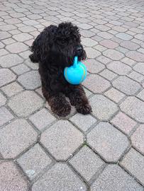 Maltipoo per monta