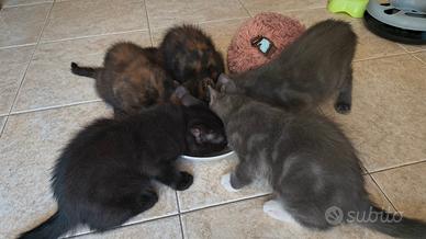 Gattini Maine Coon/ British blu