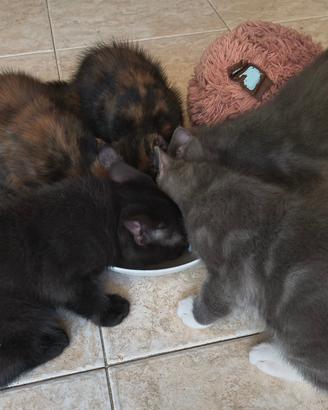Gattini Maine Coon/ British blu
