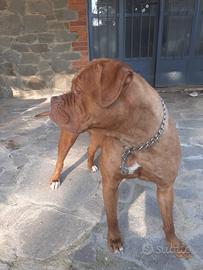 Dogue de bordeaux monta