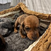 Cuccioli di bassotto