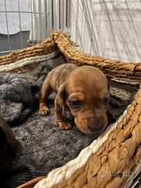 Cuccioli di bassotto