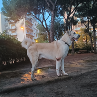 Kangal Maschio Monta