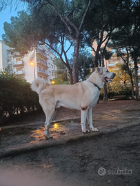 Kangal Maschio Monta