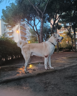 Kangal Maschio Monta