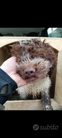 Lagotto romagnolo con pedigree