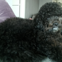 Fidanzatina per il mio barboncino toy