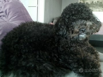 Fidanzatina per il mio barboncino toy