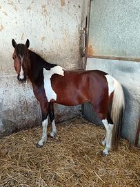 Cavallino pezzato