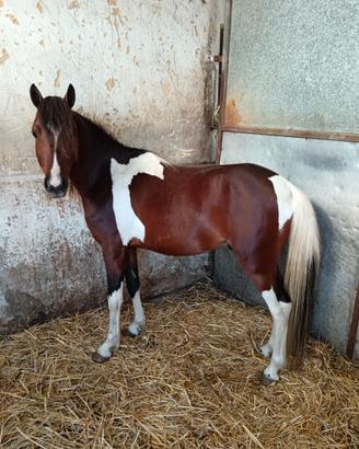 Cavallino pezzato