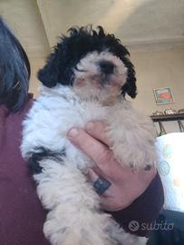 Barbone Toy particolor