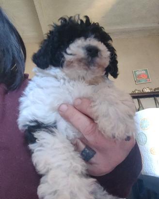 Barbone Toy particolor