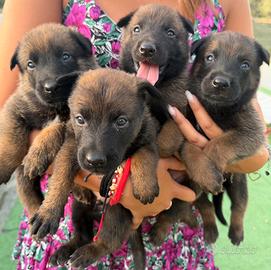 Cucciolo pastore belga Malinois