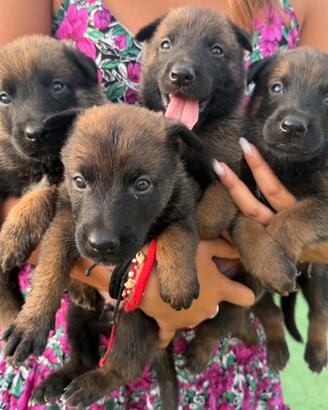 Cucciolo pastore belga Malinois
