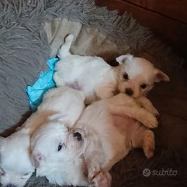 Maltesini toy