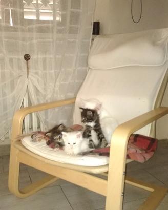 Maine coon