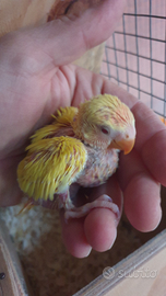 Pulli di inseparabili