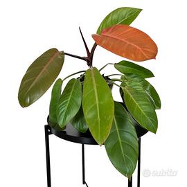 Philodendron Orange Prince
