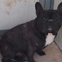 Buldogue francese pedigree di due anni