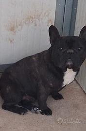 Buldogue francese pedigree di due anni