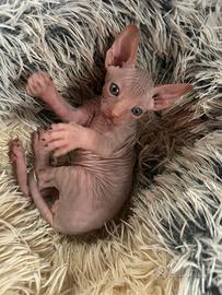 Gatti sphynx
