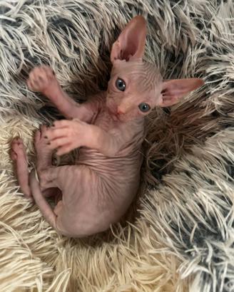 Gatti sphynx