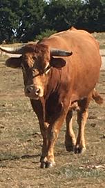 Toro razza limousine