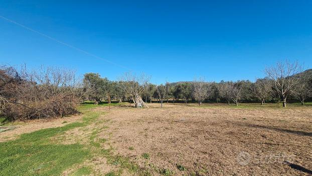 Terreno recintato con uliveto e frutteto