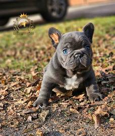 Sublime Maschietto bulldog francese total blu
