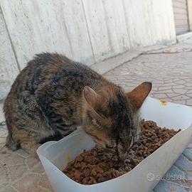 Gatto tartarugato