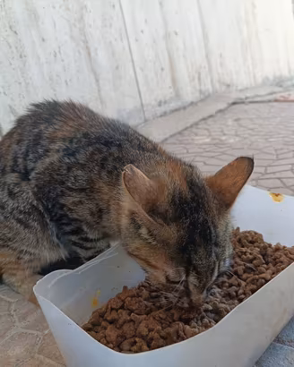Gatto tartarugato