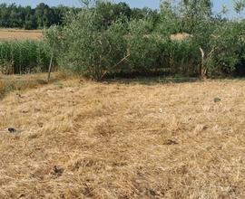 Terreno agricolo