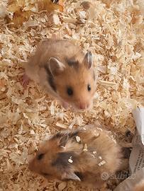 Criceti europei e russi